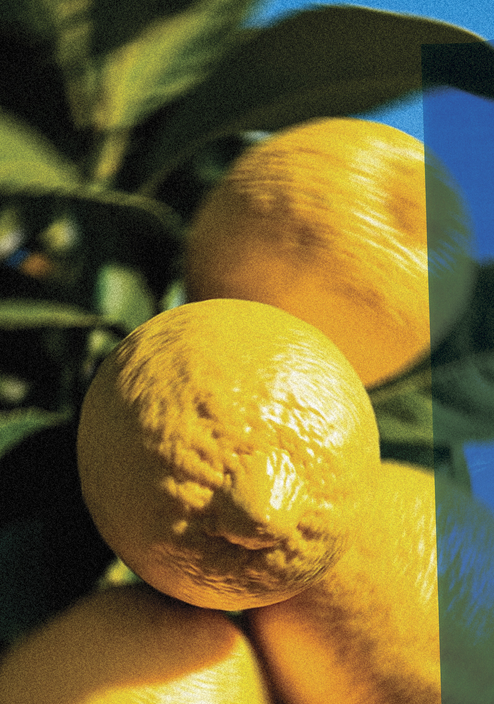 ōtzĭo 006.